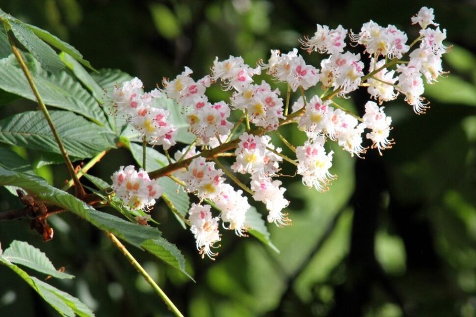 Flores de castaño para combatir las varices en casa